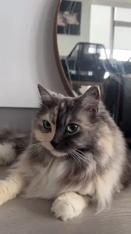 귀여운 고양이 💕😻🫶 #고양이 #cat 