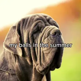 SAHURRR🗣️🗣️🔥 || ts so real🥹||  #fyp #relatable #balls #dogs