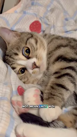 Iya in aja lah #kucinglucu #kucingtiktok #kucing #kucingku #kucinggemoy 