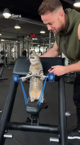 Katze am trainieren  #fyp #viral #fy #cat #gym 