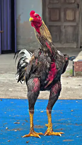 Warna yang indah  #gafaroproject #gafaroprojectjaya #fyp #fypシ  #xyzcba #viral