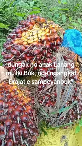 #dungak No anak Lang mu Iki buk #kulisawitindonesia #lewatberandafyp 