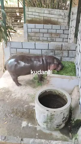 #hiburan 