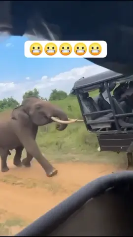 #trending #viralvideos #foryou #fyn #Elephants 