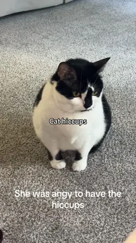 The cat burps#funnycats #fyp #usa🇺🇸 #cat #catsoftiktok 