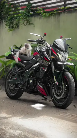 Two Beautiezzzz..!🥹♥️💐 #leora❗️ #foryou #ns200 #mashaallah #persiancat #viraltiktok #srilanka #ns200bs7 #goviral #trend #viralvideo #views #kerala #fypage 