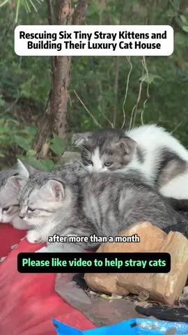 Rescuing Six Tiny Stray Kittens and Building Their Luxury Cat House After more than a month, six new stray kittens appeared unexpectedly on the mountain - the smallest barely two weeks old. Today was supposed to be a simple construction day for new cat shelters, but destiny had other plans. While unloading materials, Davis noticed something moving in the grass. When we looked closer, two tiny kittens appeared - then four more on a pile of firewood nearby. They were thirsty, weak, and trying to drink from a dirty bowl. Whether abandoned or born wild, these fragile lives wouldn't last long without help. I tried offering cat food, but the smallest ones hadn't even been weaned yet. So I hurried home to prepare warm milk formula and soft mats to keep them safe. The temperature was about to drop sharply with rain and strong winds, so I knew warmth was the key to survival. Step by step, we built the first two shelter frames, ready to install insulation and acrylic windows. The kittens, now nicknamed 'Little Bga' and 'Tiny Bga,' started adapting to their temporary home - though, of course, mischief and play never stop. With every meow and sip of milk, hope began to grow stronger. This video captures the touching rescue of six helpless kittens and the teamwork behind creating their luxurious double-decker cat house. It's a story of kindness, effort, and the small miracles that happen when compassion meets action. Watch till the end - there's even a well-earned foot massage for the rescuer! #catrescue #catrescuestory #straykitten #animalrescue #catshelter 