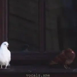 22/50.posting vocals only 🕊️#fy #viraltiktok #viralvideo #song  like comment and share 