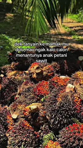 #petanisawit #petaniindonesia🇮🇩🇮🇩🇮🇩🌿🌿 