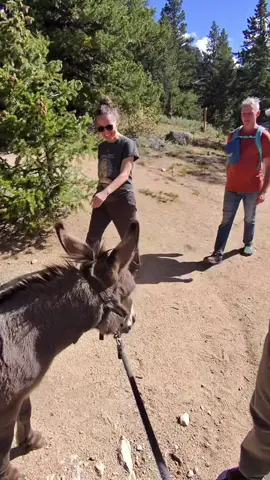 Interactions with people on trail! Everyone is always so excited to see him and say hi!          #donkey #equestrian #equine #colorado #Hiking 