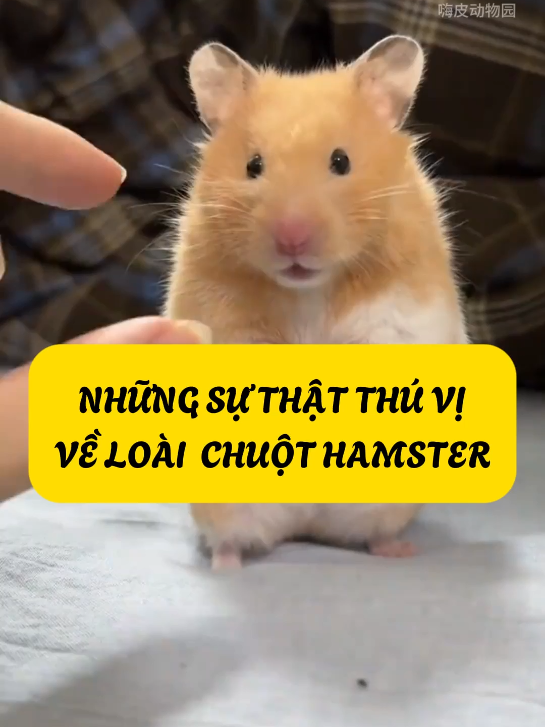 Sự Thật Thú Vị Về Loài Chuột Hamster #cothebanchuabiet #khampha #kienthuc #thegioidongvat