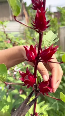 Trả lời @Cường Kíck Hoa bụp giấm mà mọi người đang tìm đây ạ! Ai đang bị huyết áp hoặc tim mạch thì tham khảo trà hoa bụp giấm này nha #bụp_giấm #hoa_bụp_giấm 