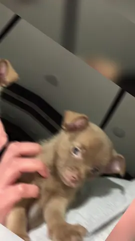 I love my fur babies #fightlikeagirl #dogmom #lesbiansoftiktok #peripheralarterydisease #badbitch 