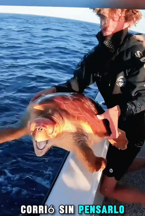 Esta tortuga trajo un regalo inesperado#healing #fypシ #amazing #Love #animals 