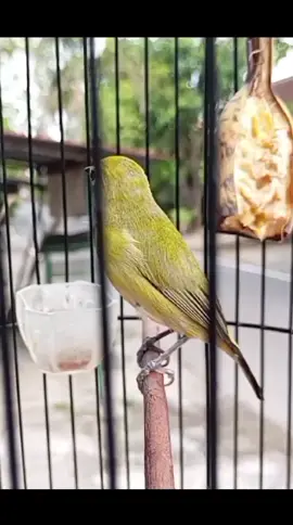 PLECI DAKBAL NGALAS MANGGIL LAWAN #pleci #pcmi #kicaumania #fyp #virals 