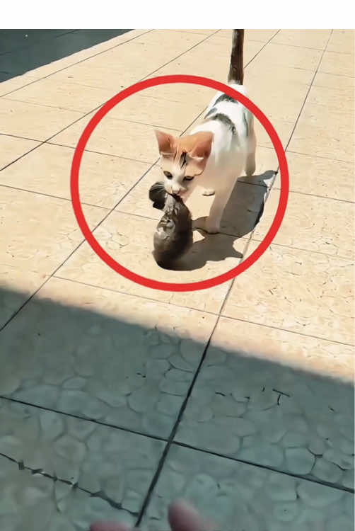 Esta gata abandono a sus gatitas#animals #cute #amazing #funny #Love 