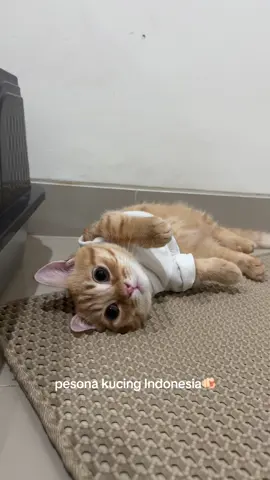 Spill oyen domestikmu sekaraaanggg🤨🫵🏻🫵🏻🫵🏻 #fyp #cattok #kucingtiktok #catsoftiktok #catlovers 