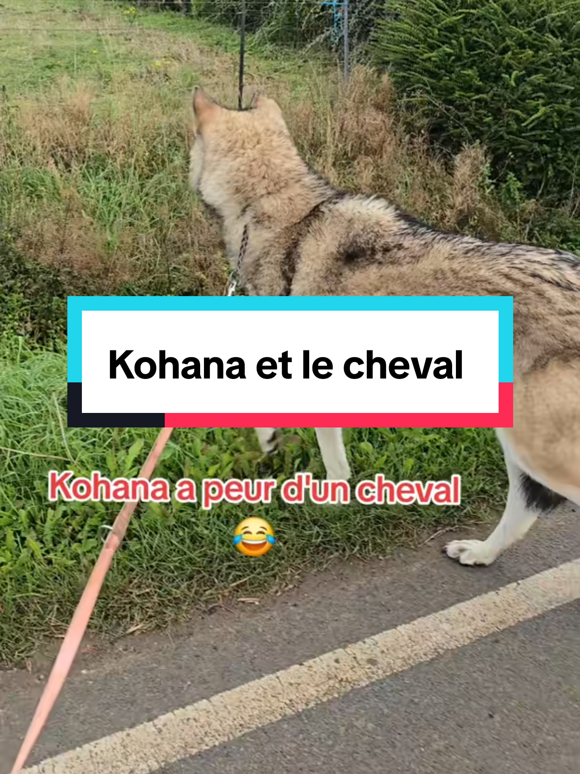 #cejour-là Mes amerindiens me manquent. J'ai dut les placer à cause d'un mec peu soucieux de leur bien être. Mais la vengeance est un plat qui se mange froid ! J'espère que le karma se chargera de tout ça. #chienloup #lovedogs #wolfdog #wolf 