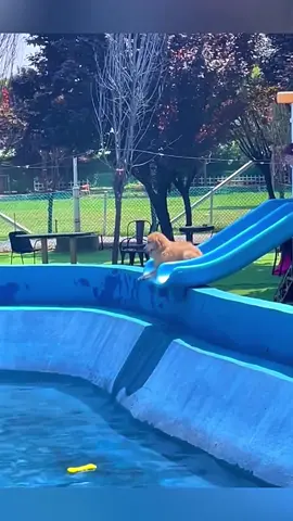Funny Dogs Clips 😂🐶#dog #funny #funnyvideos #funnydog #humor 