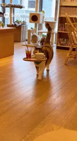 三毛猫の三毛猫による猫カフェ😻　A Cat Café Run by Calico Cats! #cat #猫 #catsoftiktok #猫のいる暮らし 