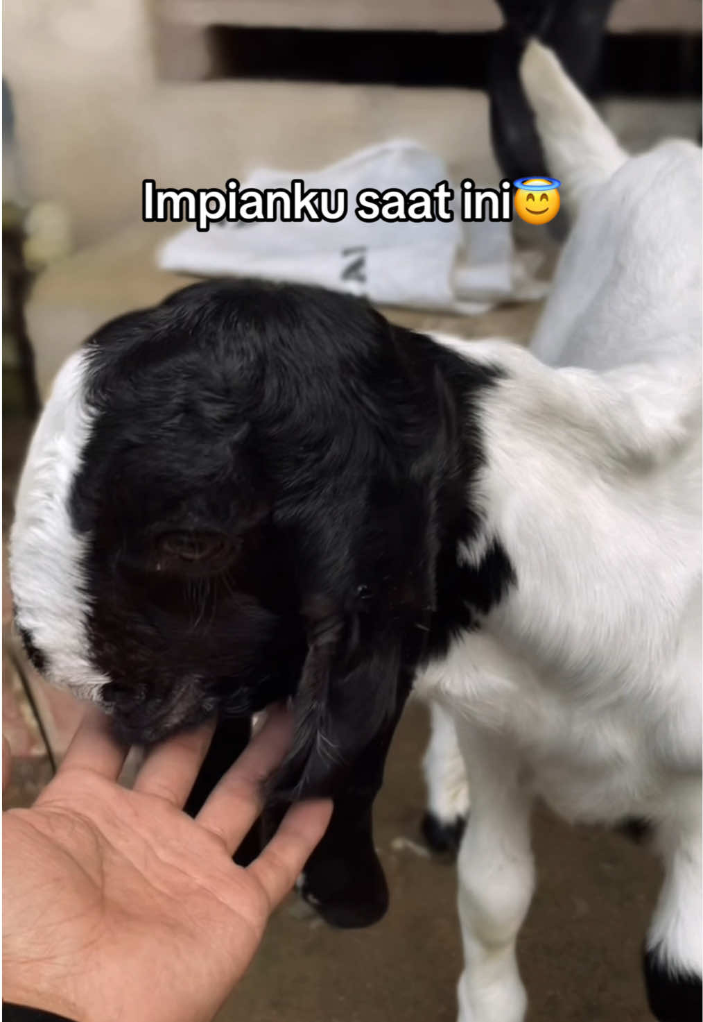 Impian siapa nih cona komen😇#peternakmuda #sobatngaret #peternakankambingetawa #kambingetawa #peternakkambing 