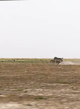 Part 2 #fyp #wildlife #animalsworld #foryoupage #lion 