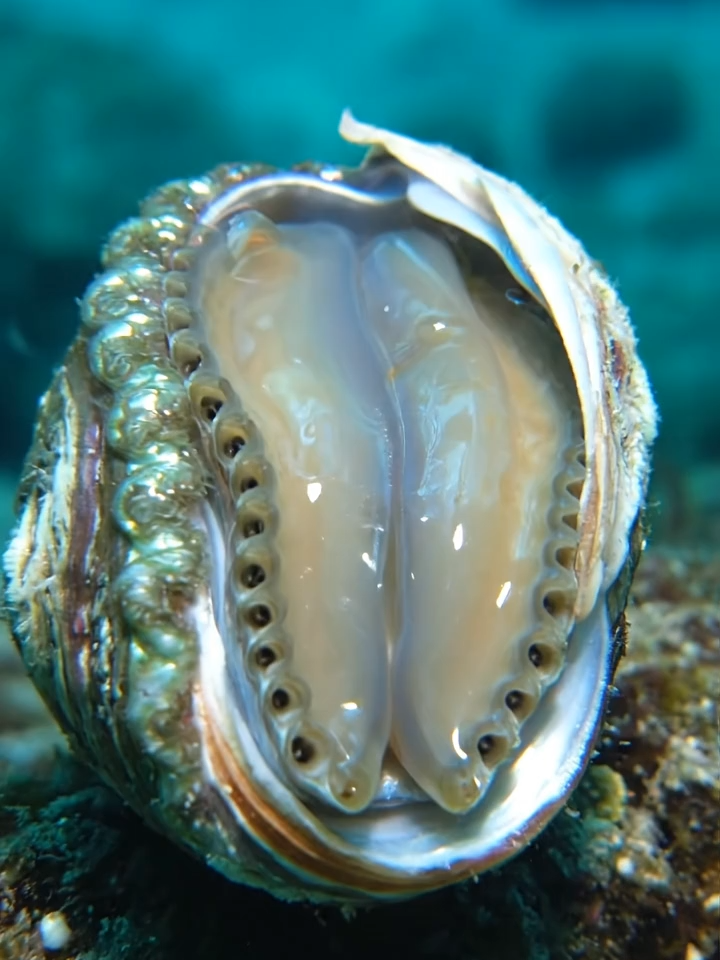 Bào Ngư #autotoolai79 #abalone #xuhuong #trending #viral #fyp #tiktok #dethuong #cute