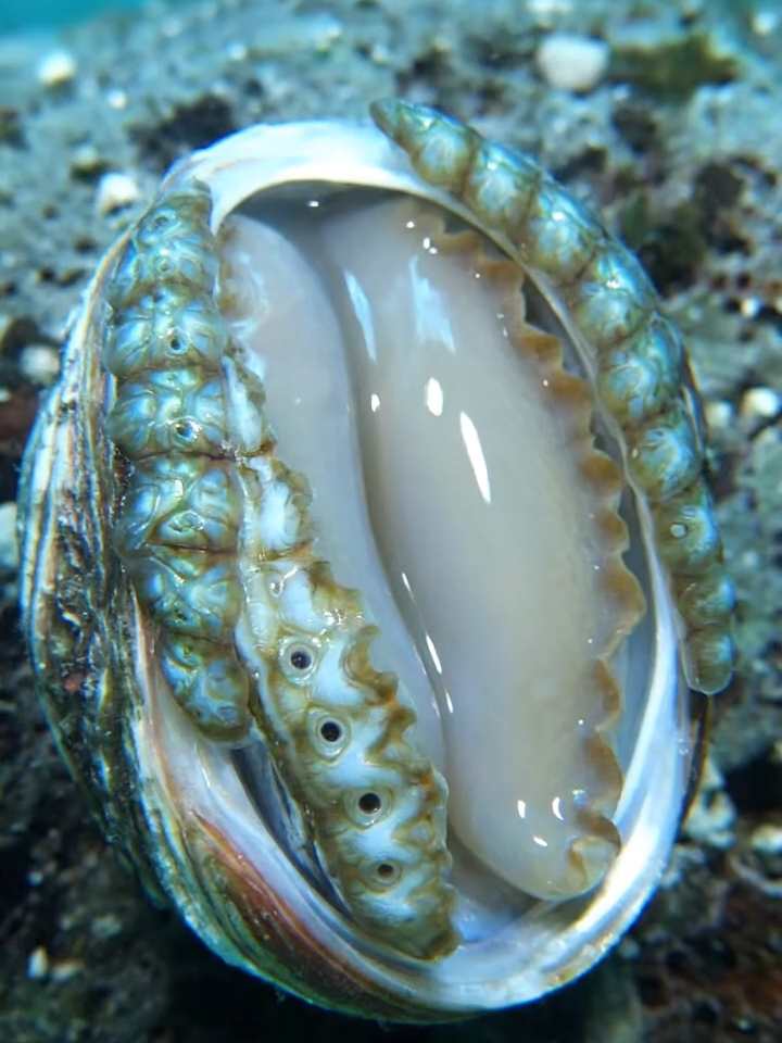 Bào Ngư #autotoolai79 #abalone #xuhuong #trending #viral #fyp #tiktok #dethuong #cute