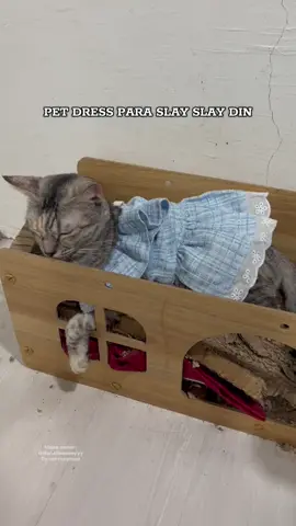 Sungit ng meowdel ko #petdress #catdress #catsoftiktok #marielleeeeeyyy 