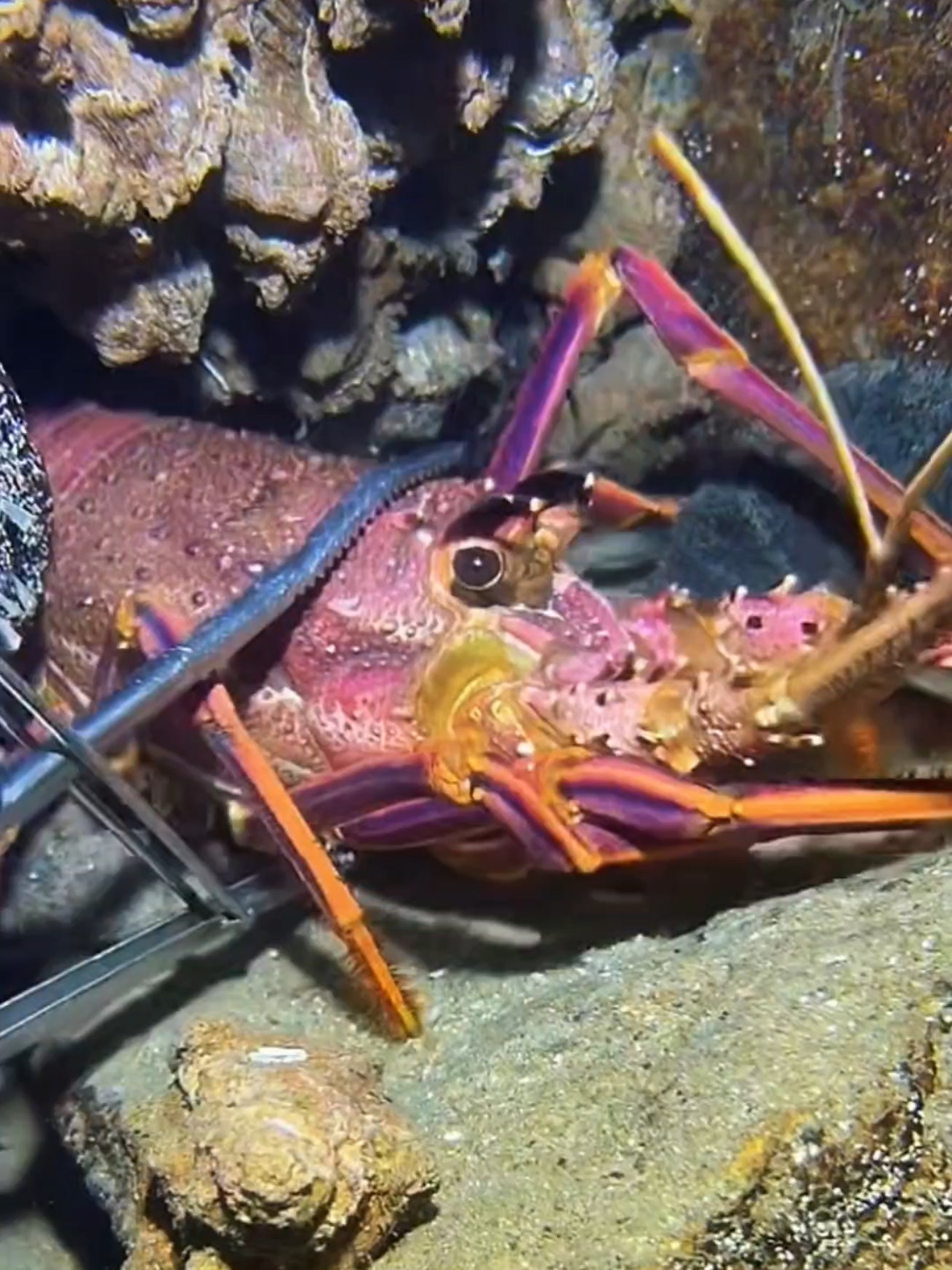 #diving #crab #catchthesea #seafood #seaside 