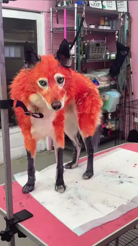 my moms made another victim #fyp #doghairdye #fox #painteddog #eskimo 