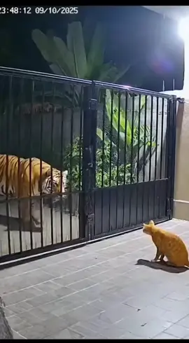 king oyen vs kucing belang