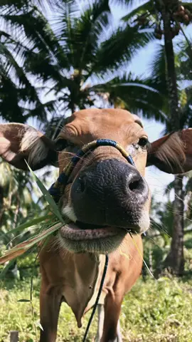 pap ayank❎pap sapi✅#sapi #juragansapi #peternakmuda #sapiviral 