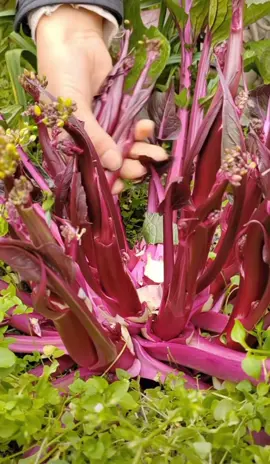 Hạt giống cải ngồng tím CẢI NGỒNG TÍM - Vào chính vụ trồng cải rồi chị em trồng cải ngồng ăn bông cho gia đình ăn đi ạ   - cải ngồng ăn bông hoa vàng có thể nói đây là loại rau  nhiều chất dinh dưỡng được tích tụ trên những bông hoa màu vàng ăn giòn ngọt mát không sơ     - Cải ngồng ăn bông  Món ăn quen thuộc của mỗi gia đình #hatgiongcaingongđo 