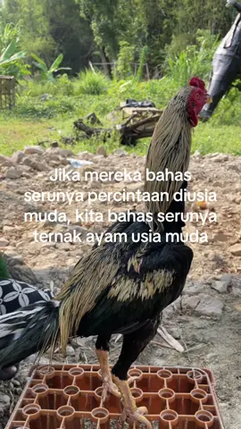 #fy #ayambangkoksuper #fyppppppppppppppppppppppp #ayam 