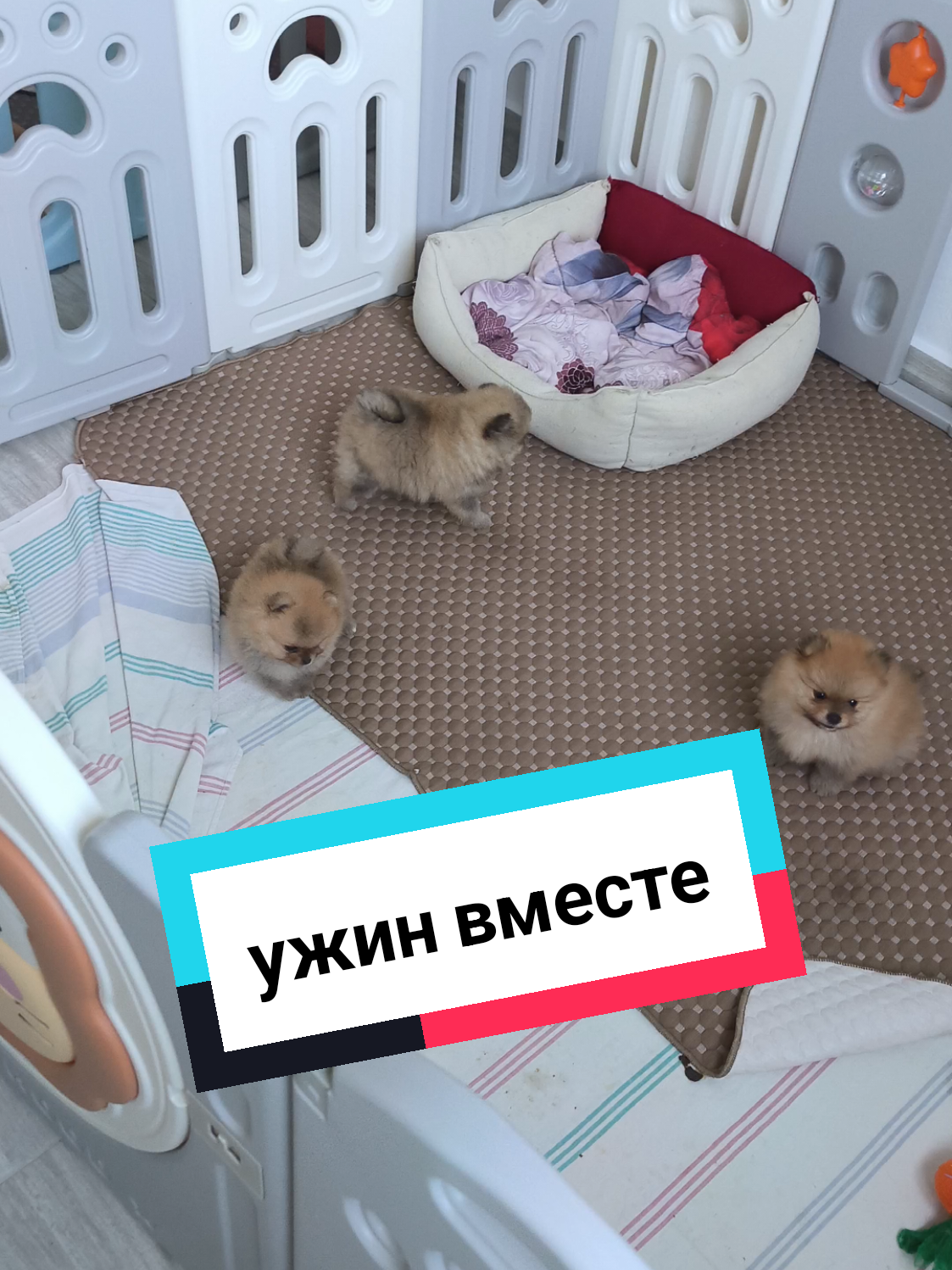 Сегодня на ужин говядина перемороженная 🥩😋 #vivatverona #pomeranian #puppyavailable #pomeranianspitz #europe 