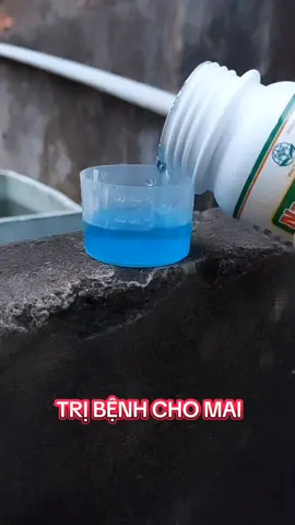 TRỊ NẤM, KHUẨN #xuhuong #maivang94_69 #bonsai #namkhuan 