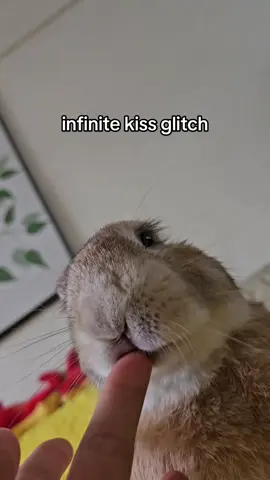 kiss kiss kiss #usagi #bunny #rabbit #rabbitsoftiktok #bunnytok 