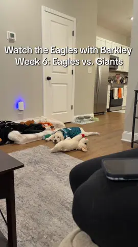 Rough Friday for the birds fans #eagles #philly #giants #goldenretriever#nfl 