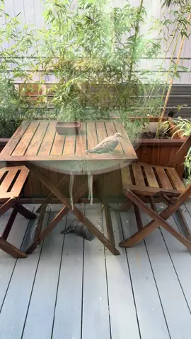 These pigeons have completely taken over my deck. I’m like afraid to go outside. LOL 😝 and they poop everywhere.🤣 🤮 #birddrama #pigeons 