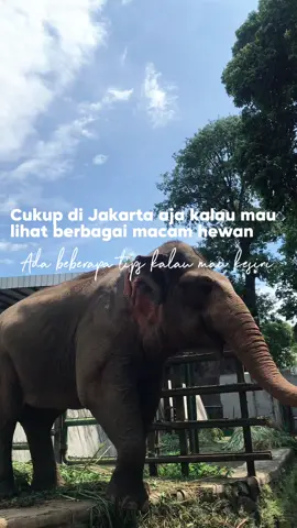 Ada tips ke wisata ragunan nih, include sama ada penginapan dengan harga terjangkau tapi nyama loh ✨ #reddoorz #bukasemuapintu #redtravelers #ragunanzoo #liburankeluarga 