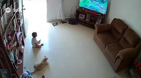 Gato salva criança de ser comida por jacaré #sora2 #ia 