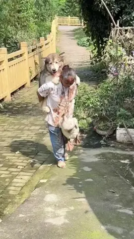 #dog #funny #funnyvideos #xuhuong 