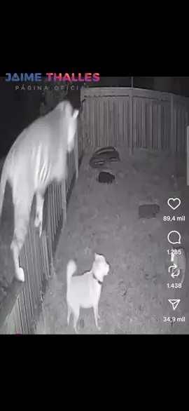 Gatos salvam vidas! Diversos vídeos na internet comprovam a coragem e o instinto protetor desses incríveis felinos. Quando percebem que seus donos — ou até mesmo outros animais da casa — estão em perigo, os gatos não hesitam em agir. Com agilidade, coragem e instinto afiado, eles enfrentam ameaças muito maiores do que eles mesmos. Já colocaram pra correr cães, onças e até ursos! O instinto do gato é uma força da natureza. É ele quem salva, defende e protege.