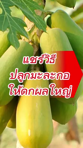 แชร์วิธีปลูกมะละกอให้ดก #มะละกอ #มะละกอฮอลแลนด์ #มะละกอต้นเตี้ย #งาม1งาม2 #ปลูกมะละกอ 