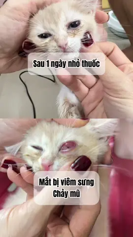 Đang vào mùa các bé thú cưng rất dễ bị các bệnh nhiễm trùng ở mắt như viêm kết mạc, giác mạc, mắt đỏ, chảy nhiều nước mắt, đổ ghèn, chảy mũ, đục giác mạc. Trữ sẵn ngay lọ thuốc này nha các Sen oi #danmeocuangoc #xuhuong #chiase #bikipnuoimeo 