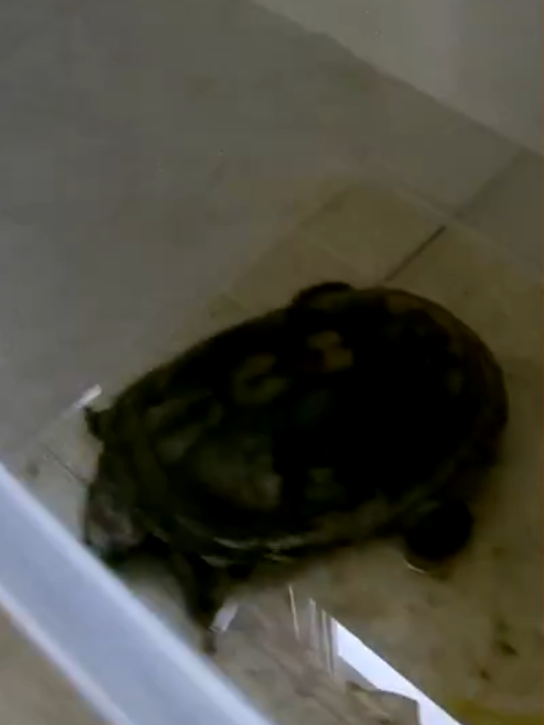 Rescued this Turtle from an Eviction | HoltonWiseTV Highlights *** Why do Section 8 tenants always abandon their pets? Animal cruelty is evil. Filthy deadbeats left this turtle behind after we evicted them. Tune in to the 255th & 352nd episodes of The Tenants From Hell Show on HoltonWiseTV to see the entire story of the turtle eviction rescue. *** #holtonwisetv #outofstateinvestor #realestateinvesting #outofstateinvesting #realestatecoaching #realestatementoring #section8investing #section8investor #section8investors #financiallyfree #realestatelife #nomoneydownmortgage #housingmarket #housingcrisis #brrrrmethodrealestate #brrrrhousing #housingaffordability #housingaffordabilitycrisis #younginvestors