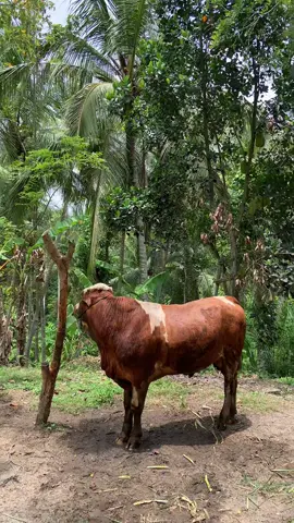 😇🤲 #titipan #fyp #peternakan #sapiaceh 