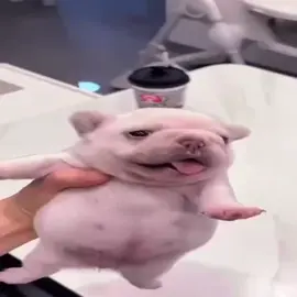 pibbleeeeeeeee #fyp#pibleee