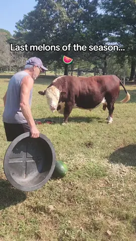 Don't worry, we got the horse fly 🪰👍 #bullsoftiktok #familyfarm #bulls #farmtok #fyp 